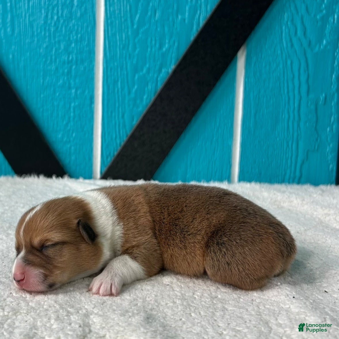 Welsh Corgi Pembroke dogs Henry Welsh Corgi Pembroke Puppy  - Ad 1