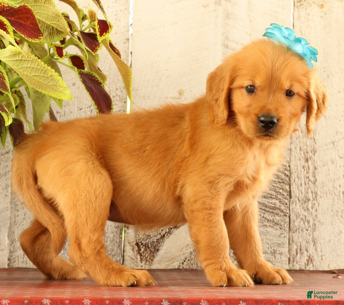 Golden Retriever dogs Nala - Ad 2