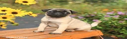 Pug dogs for sale: Nero - Ad 3