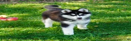 Siberian Husky dogs for sale: Tasha - Ad 3