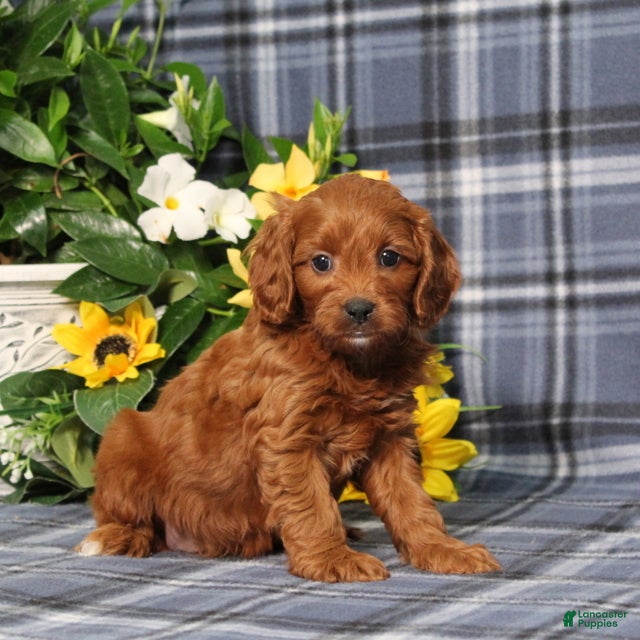 Cavapoo dogs for sale: BJ's Uber - Ad 2