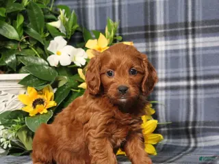 Cavapoo dogs for sale: BJ's Uber - Ad 2