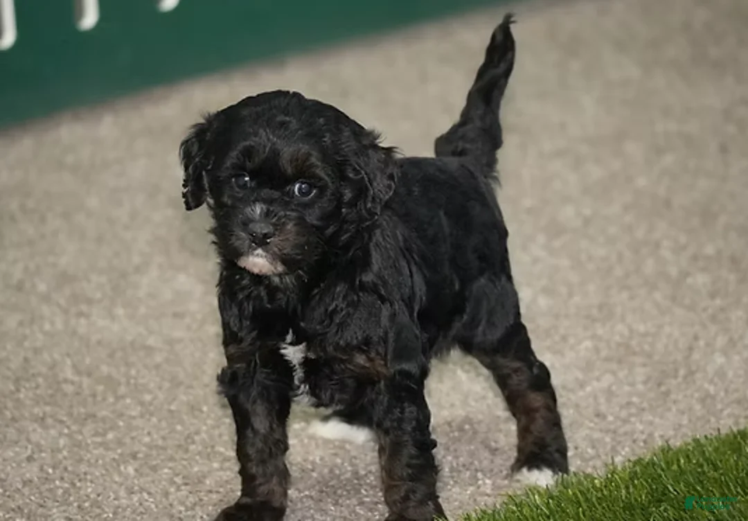 Cavapoo dogs for sale: Fran - Ad 1