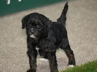 Cavapoo dogs Fran - Ad 20