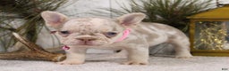 French Bulldog dogs for sale: Goldie - Ad 5