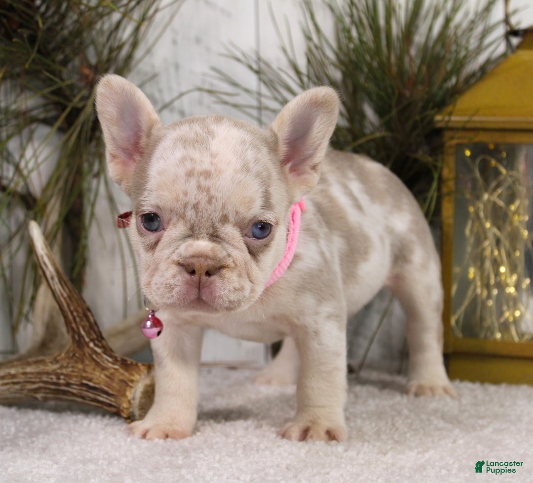 French Bulldog dogs for sale: Goldie - Ad 5