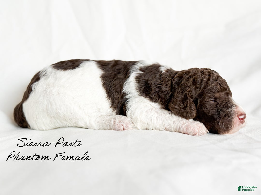 Standard Poodle dogs for sale: Sierra  - Ad 3