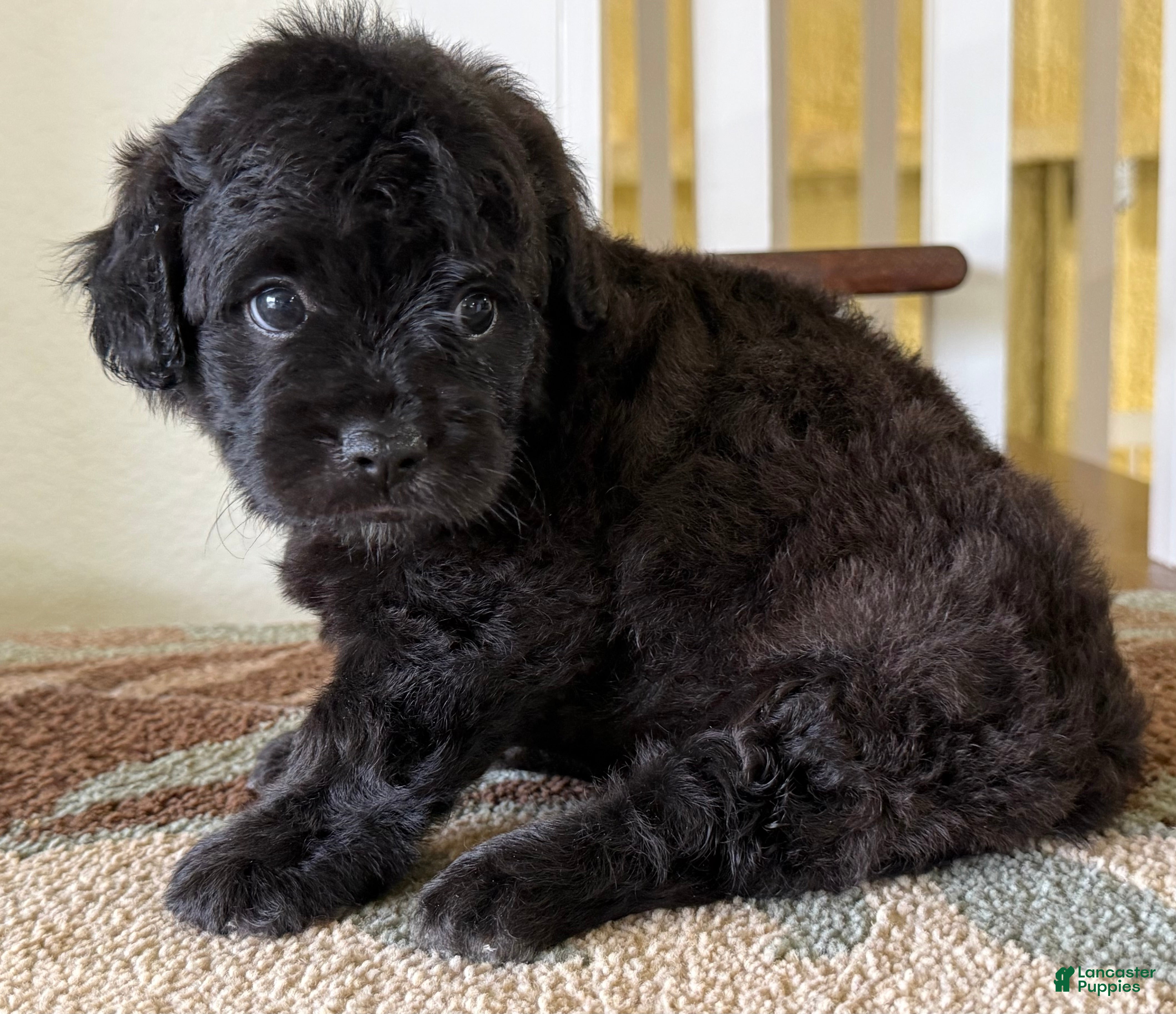 Mixed Breed dogs Shadow - Ad 35