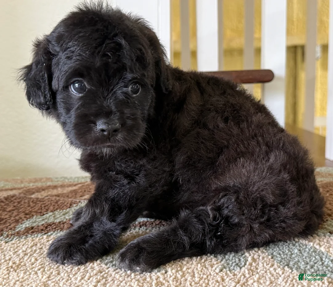 Mixed Breed dogs for sale: Shadow - Ad 1