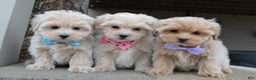 Maltipoo dogs for sale: Max - Ad 14