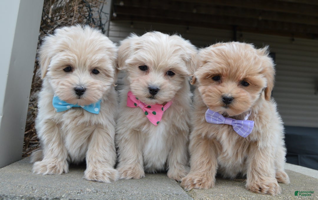 Maltipoo dogs for sale: Max - Ad 14