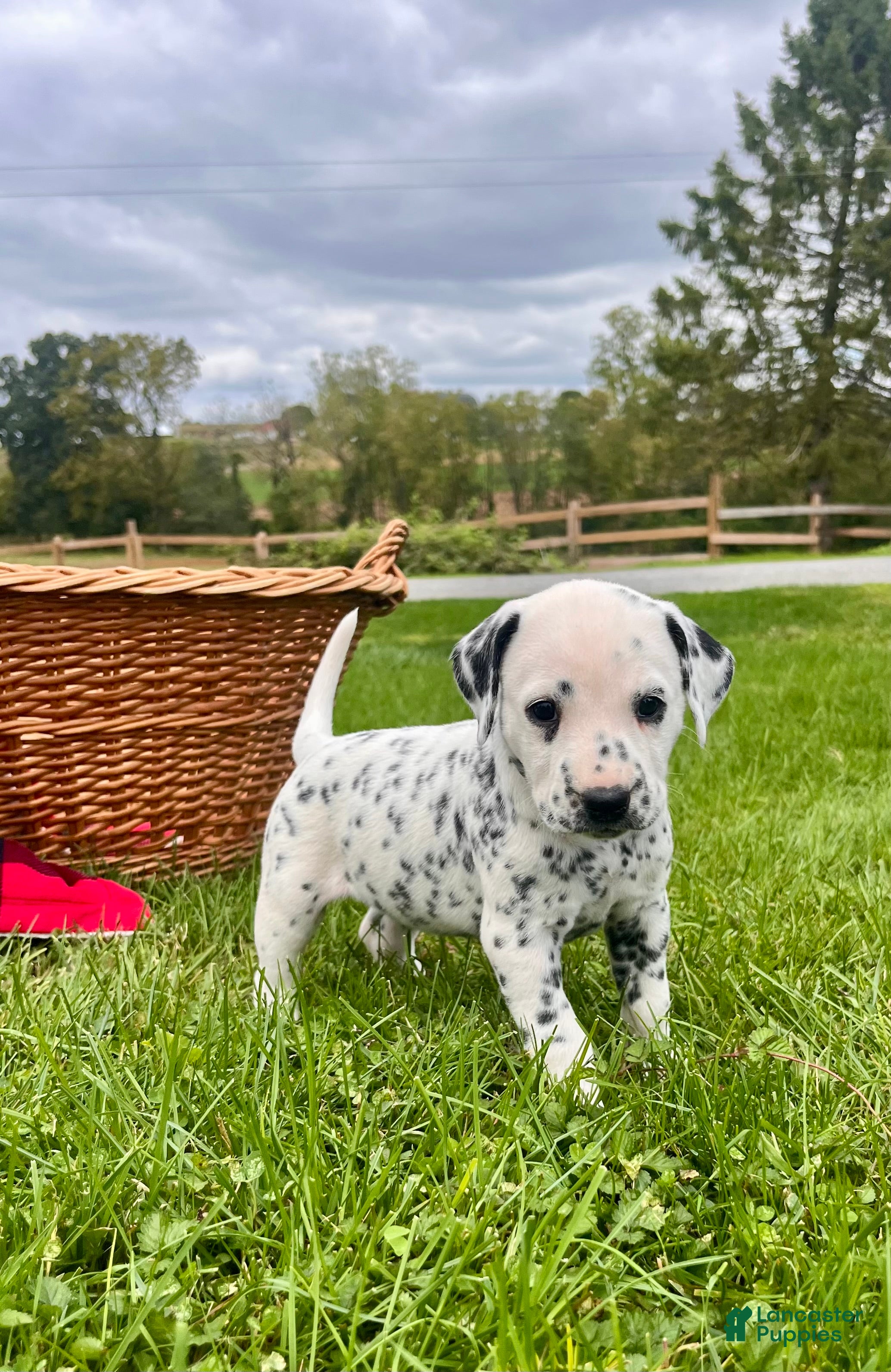 Dalmatian (Dalmatian, Female) in Colerain Township, PA