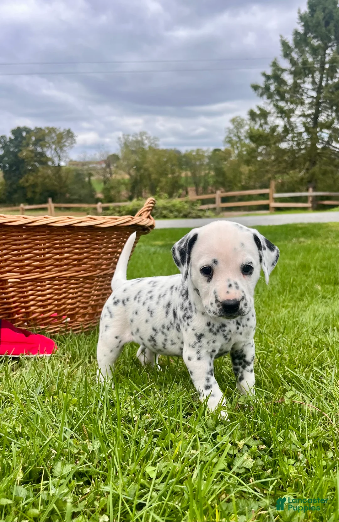 Dalmatian dogs for sale: Rosie❤️Akc Genetic Tested  - Ad 1