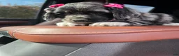 Cocker Spaniel dogs for sale: 🖤🎃 Salem🖤🎃  - Ad 5