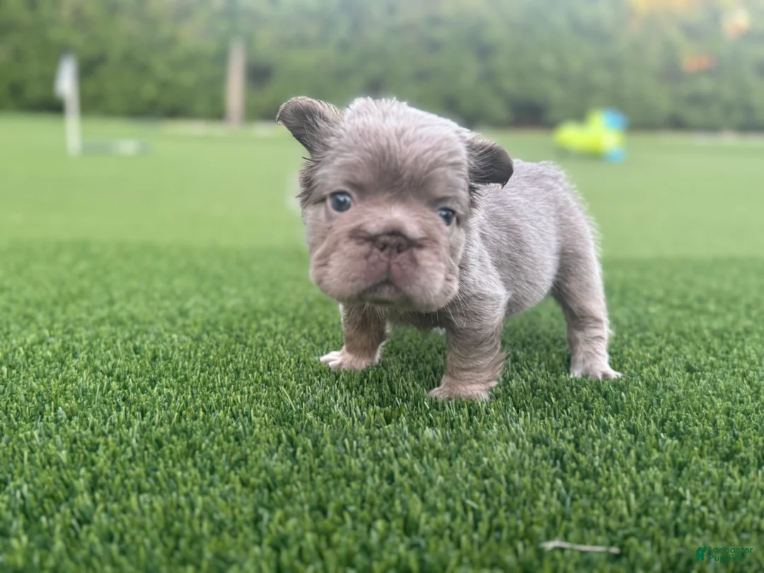 French Bulldog dogs for sale: Nova - Ad 2