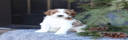 Goldendoodle dogs for sale: Asher - Ad 3