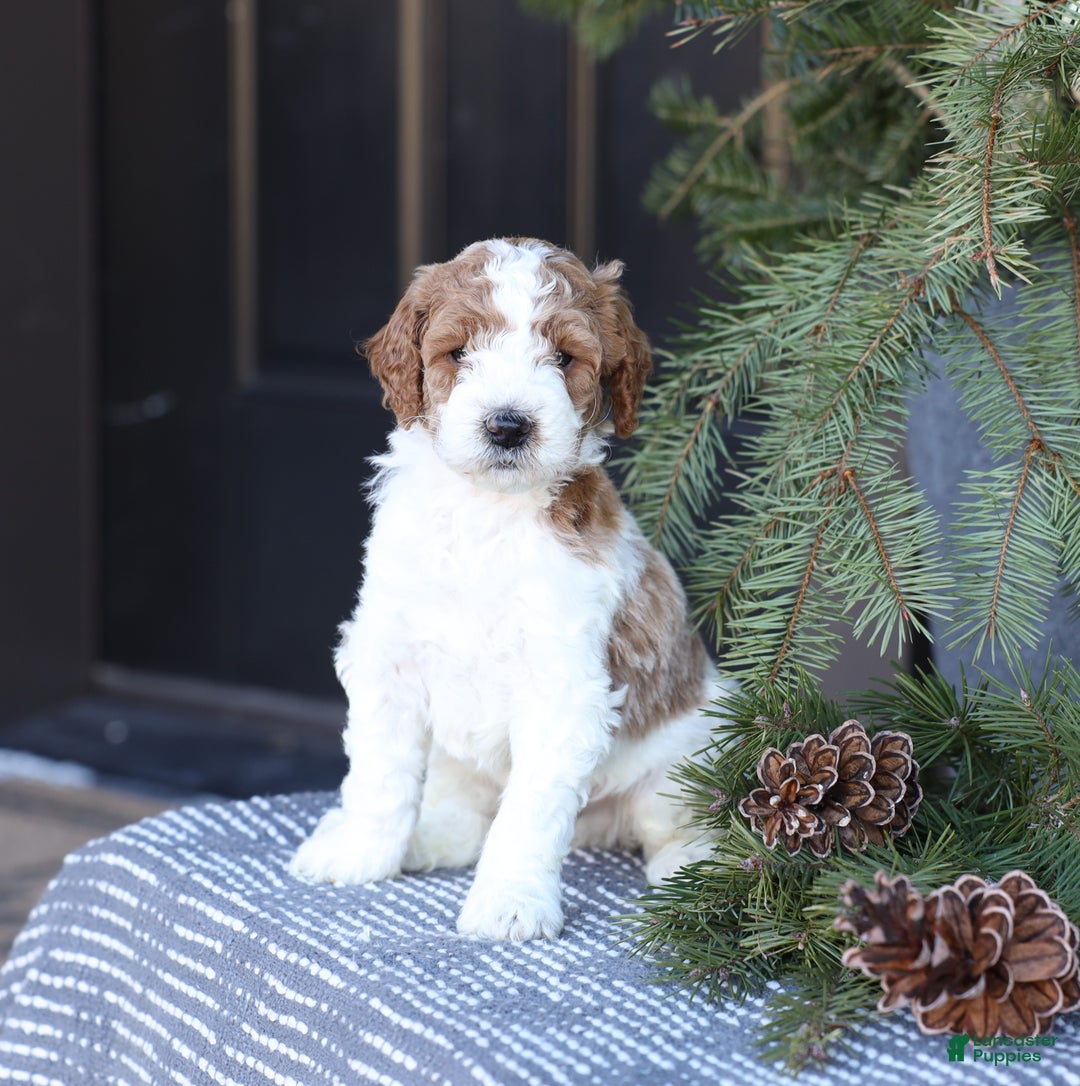 Goldendoodle dogs for sale: Asher - Ad 3