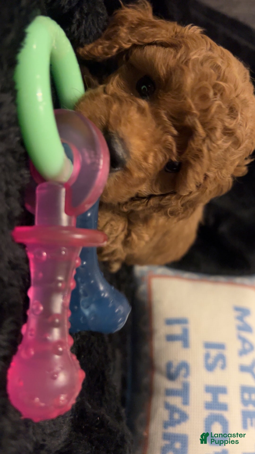 Mini Goldendoodle dogs for sale: Mr Waffles - Ad 6