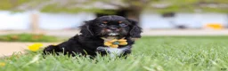 Cavalier King Charles Spaniel dogs for sale: Jackson - Ad 3