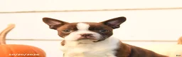 Boston Terrier dogs for sale: Ariel - Ad 5