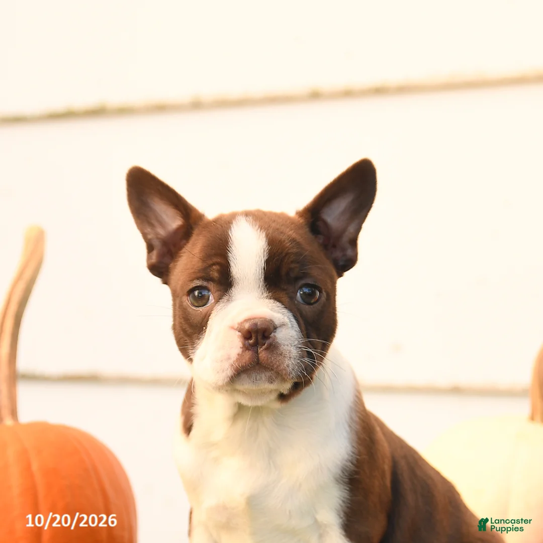 Boston Terrier dogs for sale: Ariel - Ad 5