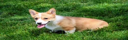 Welsh Corgi Pembroke dogs for sale: Olive(triple clear) AKC - Ad 14