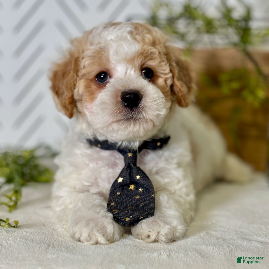 Toy Poodle dogs for sale: Frost - Ad 3