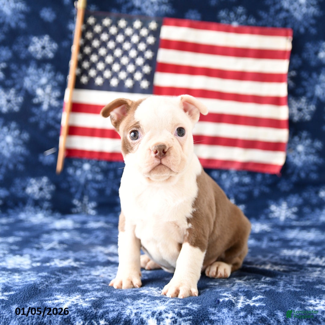 Boston Terrier dogs for sale: Rachel - Ad 3