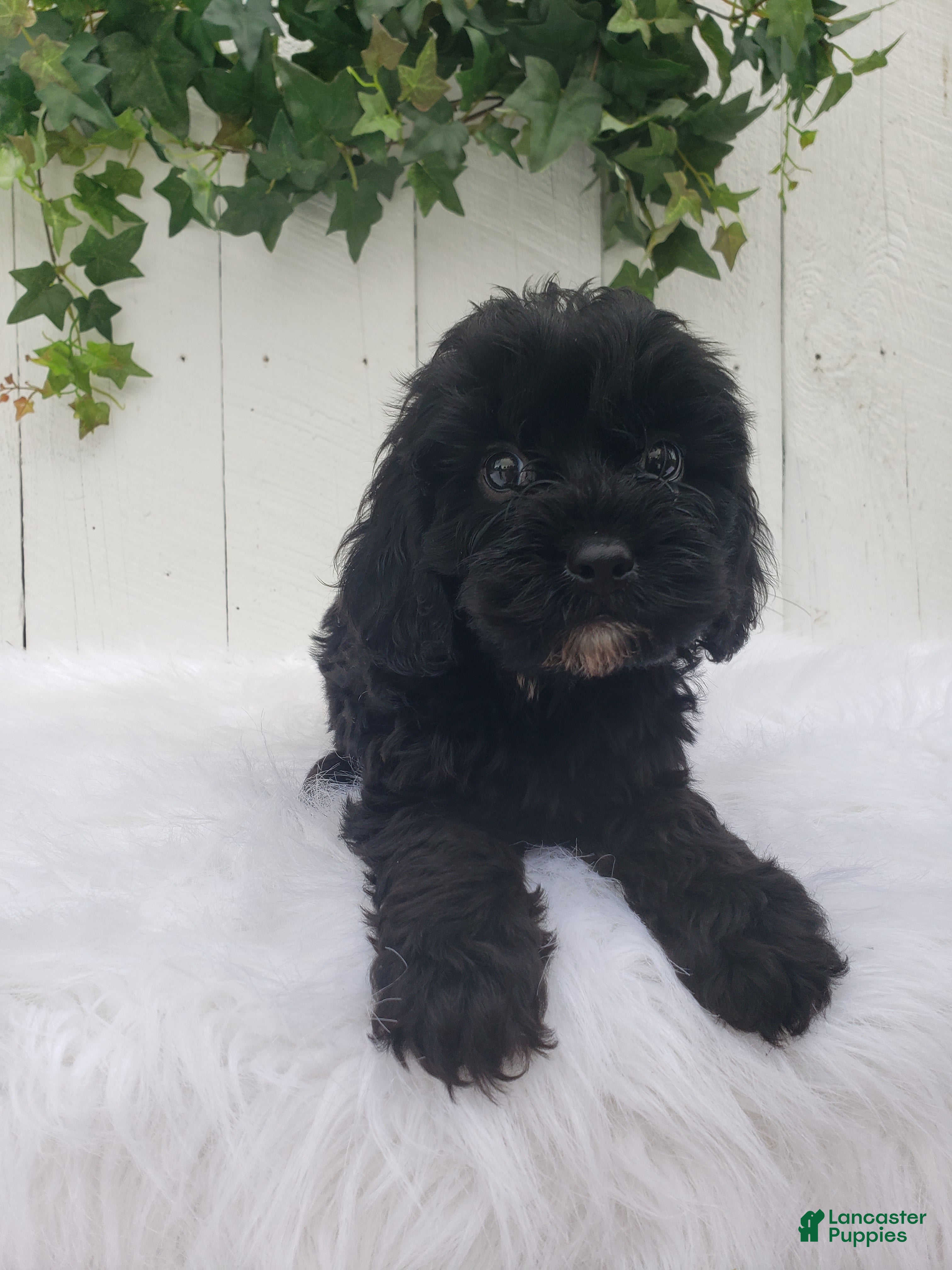 Cavapoo dogs Lucky  - Ad 1