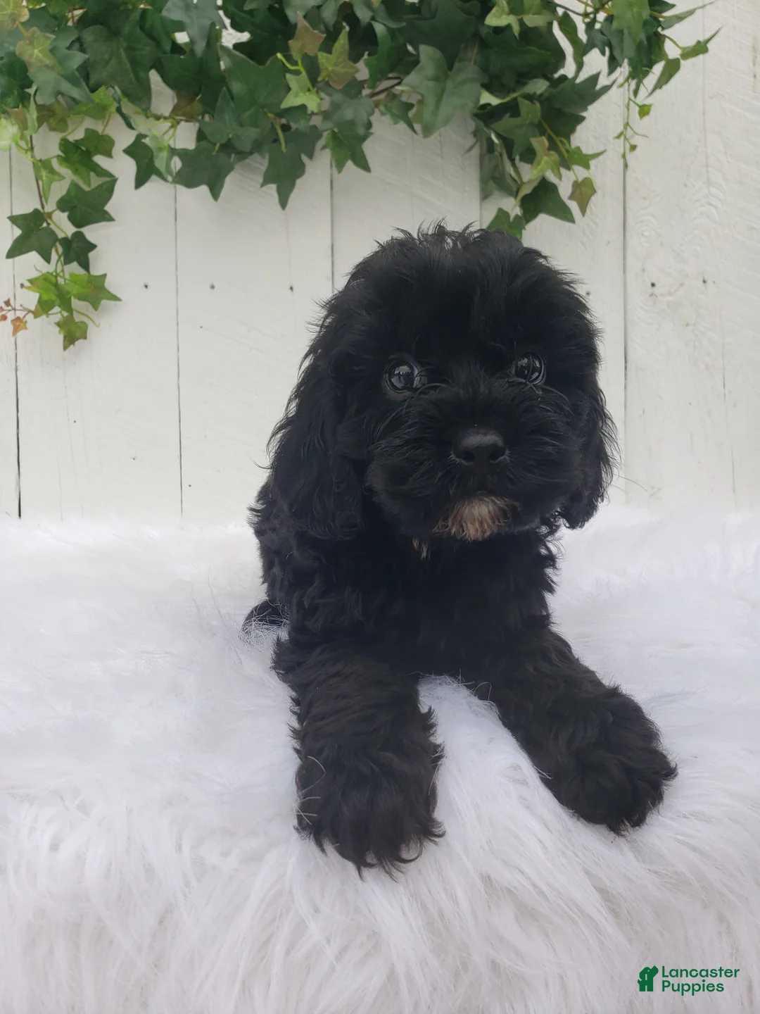 Cavapoo dogs for sale: Lucky  - Ad 1