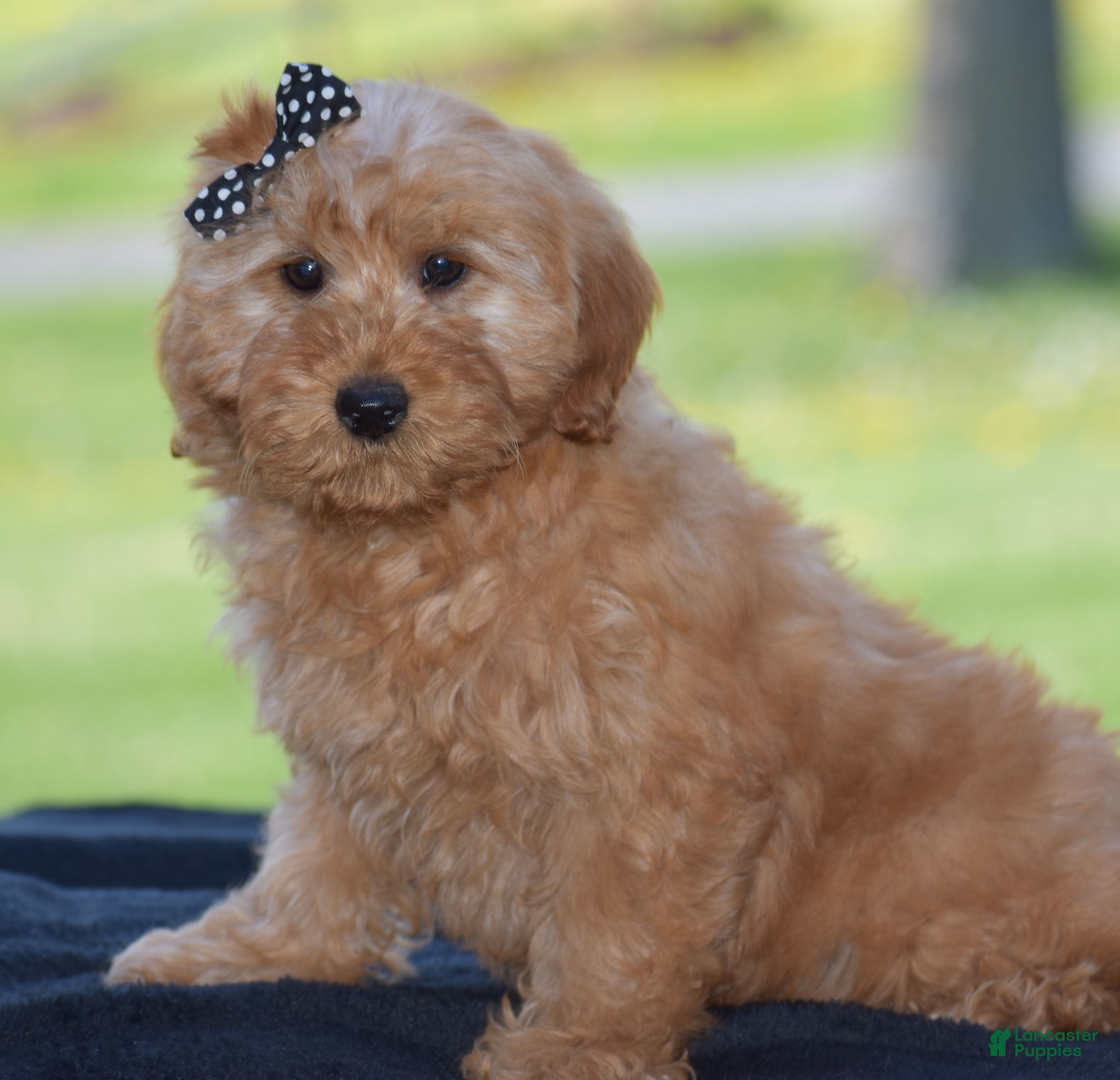 Mini Goldendoodle dogs Windy - Ad 2