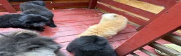 Chow Chow dogs for sale: Chow Chow Puppy 1 - Ad 4