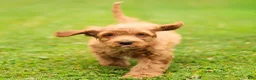 Cavapoo dogs for sale: Jasper Cavapoo  - Ad 7