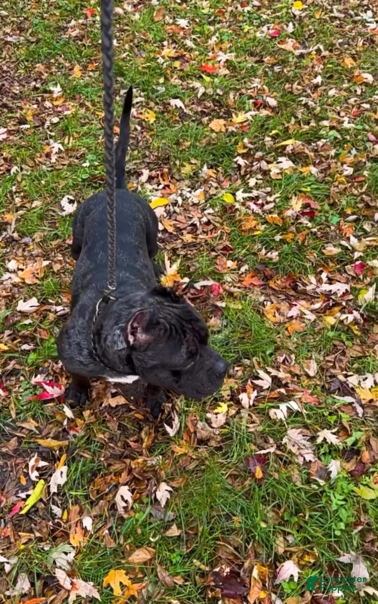 American Bully dogs Huncho - Ad 2