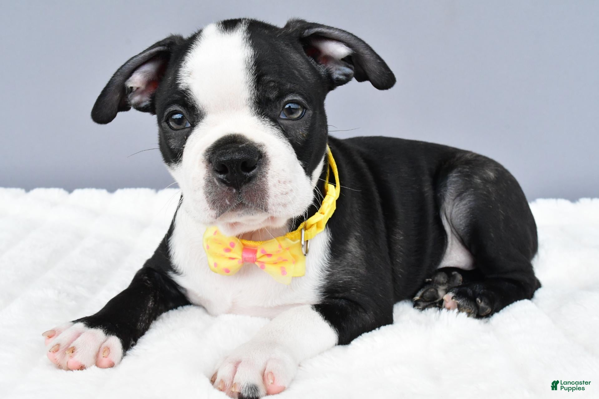 Boston Terrier dogs Simon - Ad 2