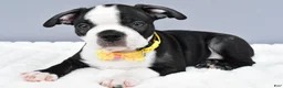 Boston Terrier dogs for sale: Simon - Ad 2