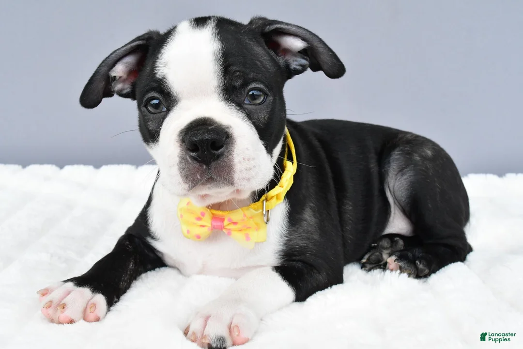 Boston Terrier dogs for sale: Simon - Ad 2