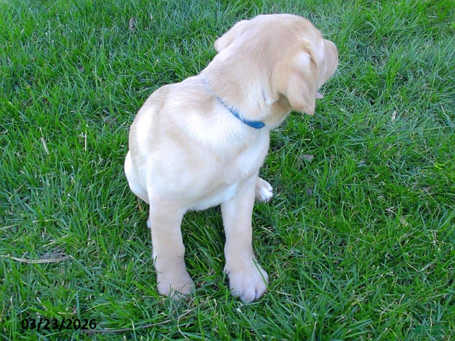 Labrador Retriever dogs Brianna - Ad 2