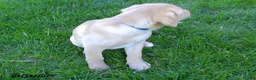 Labrador Retriever dogs for sale: Brianna - Ad 2