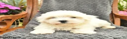 Maltipoo dogs for sale: Finn  - Ad 3