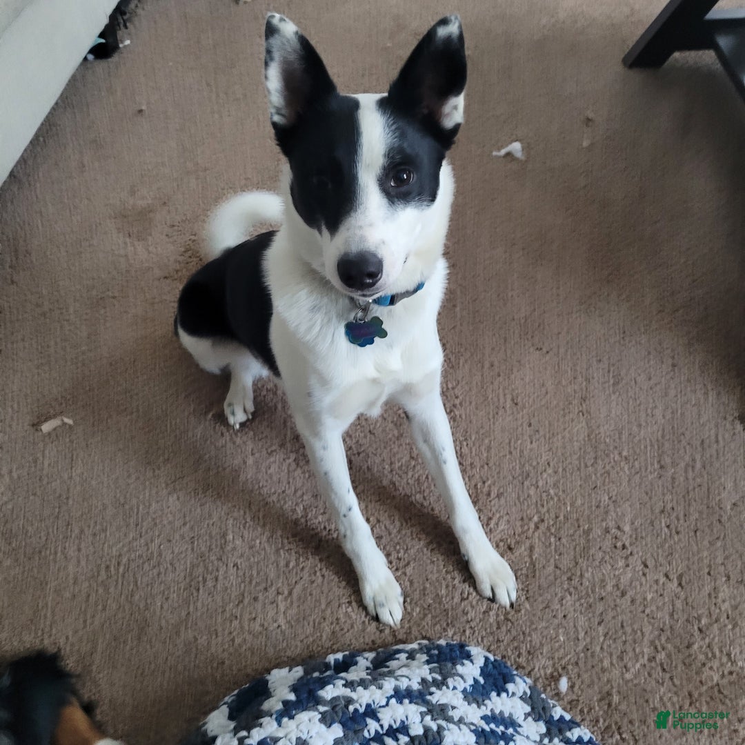 Mixed Breed dogs for sale: Ginny - Ad 4