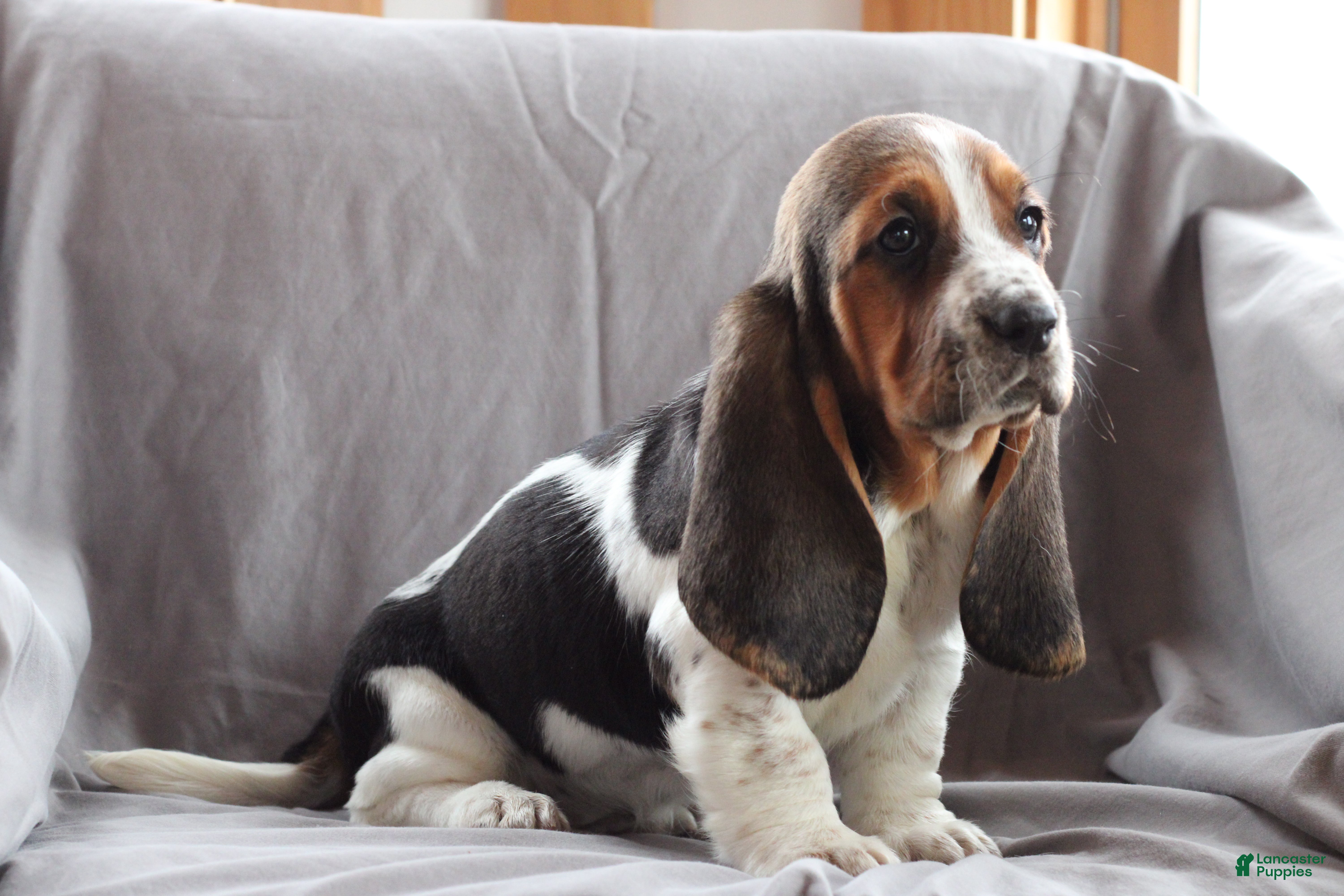 Basset Hound dogs Molly - Ad 1