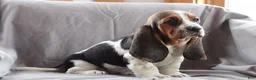 Basset Hound dogs for sale: Molly - Ad 1