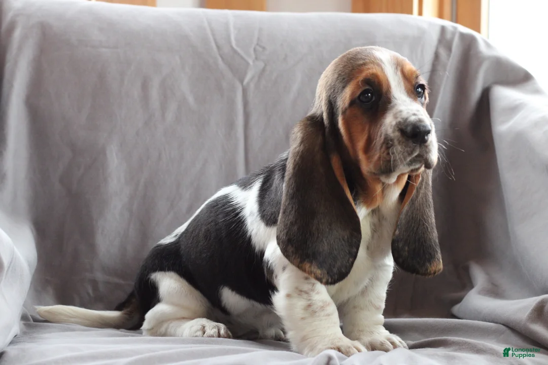 Basset Hound dogs for sale: Molly - Ad 1