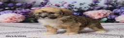 Corgipoo dogs for sale: Ronny - Ad 5