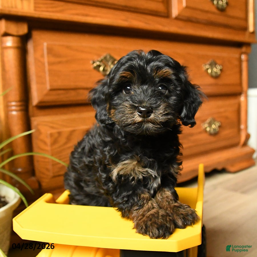 Havapoo dogs Button - Ad 1