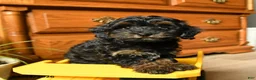 Havapoo dogs for sale: Button - Ad 13