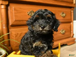 Havapoo dogs for sale: Button - Ad 2