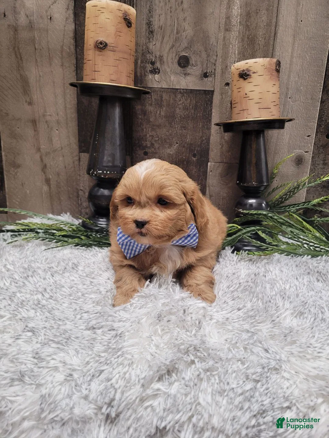 Pekapoo dogs for sale: Wilbur - Ad 1