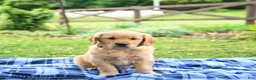 Golden Retriever dogs for sale: Caramel - Ad 3